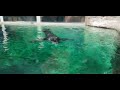 Northern Fur seal, Seattle Aquarium