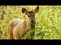 Veado-mateiro na orla da mata ciliar, Considerado a maior espécie do gênero Mazama, Animal silvestre