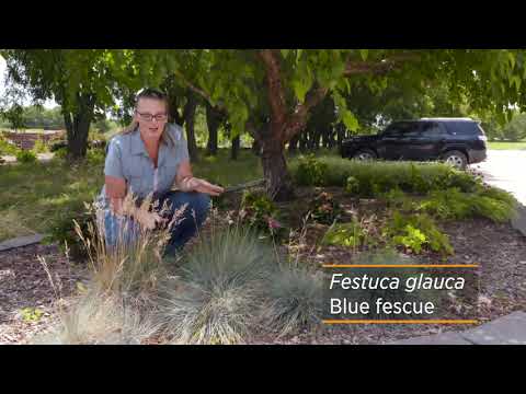 Video: Greenleaf Fescue Ornamental Grass - Kawm Txog Kev Loj Hlob Ntsuab Fescue