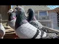 СПОРТИВНІ ГОЛУБИ"ПРОФІЛАКТИКА ТА ДИЗЕНФЕКЦІЯ" GOLEBIE POCZTOWE SPORT PIGEONS