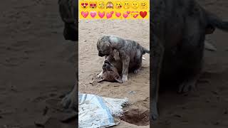 Puppy | Cute Puppy Dog 😘👻❣️| Little Puppies //#Shorts #Viral #Shortvideo #Doglover #Dog #Puppy