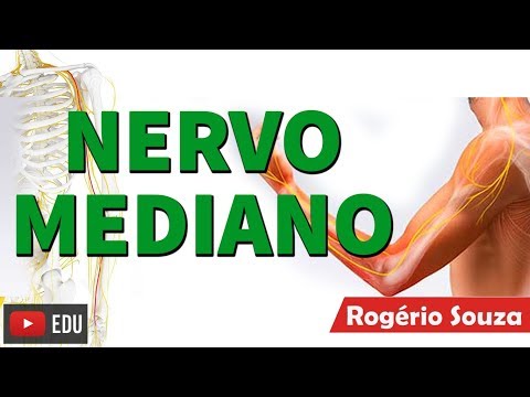 NERVO MEDIANO - Neuroanatomia, Origem, trajeto e Inervação - Rogério Souza