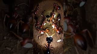 POV: Inside a Fire Ant Colony 🐜 Extreme Micro Camera #shorts #nature #POV