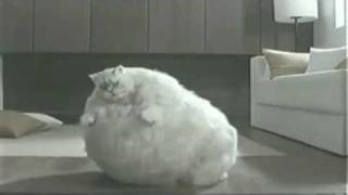 Iklan Lawak Kucing Gemuk ( Fatty cat want to slim down)