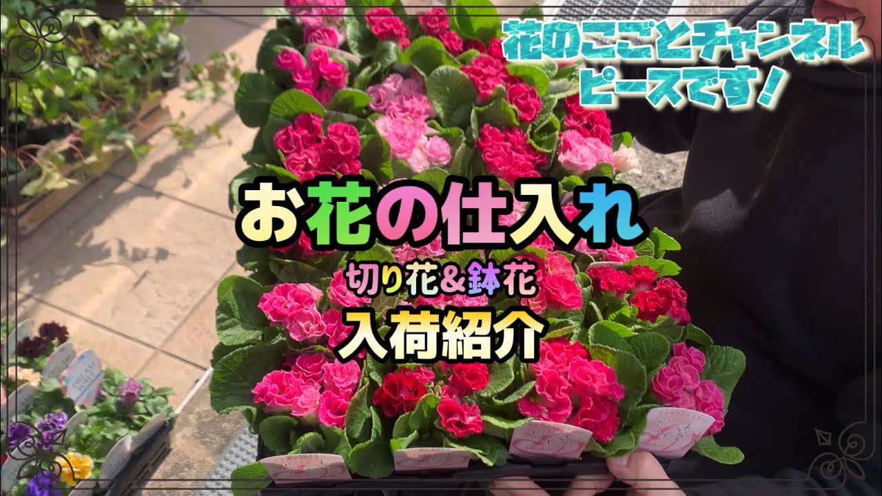 【花屋】今週お花紹介！沢山仕入れて来ました♪寒いですが花は春っぽくなりましたよー#687