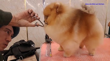 NHỮNG CHÚ CHÓ tiền TỶ sướng như VUA hội tụ tại Việt Nam thi HOA HẬU CHÓ QUỐC TẾ