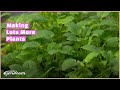 Propagating by cuttings by seed  volunteer gardener