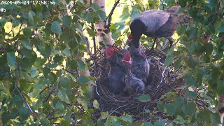 Уютное гнездо ворон 05.31 часть 2 🐣🐣🐣🐣🐣