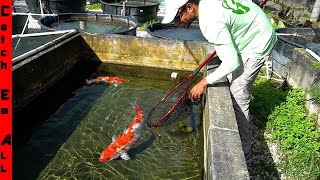 FISH LAYING 1,000s of EGGS All over EXPENSIVE PONDS!