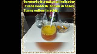 Science Experiment Turmeric A Natural Indicator