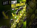 Why are these ants acting like billionaire farmers!?