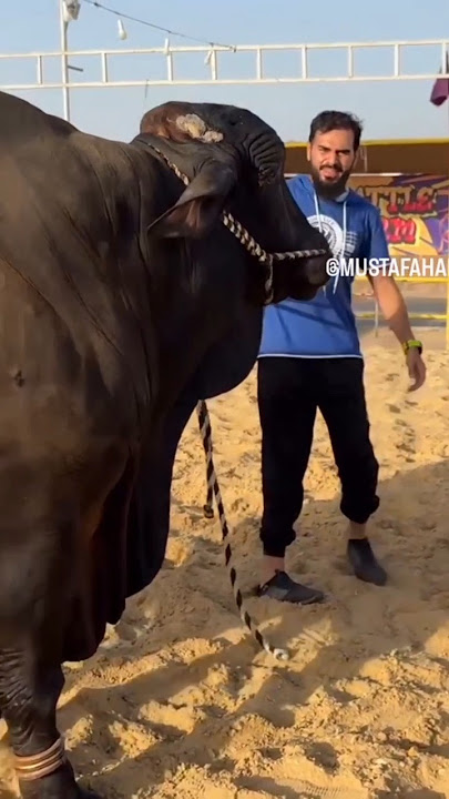 #cow attack on Mustafa hanif#cow #attack #hit #trendingshorts #youtuber #youtube ,s#youtubeshorts