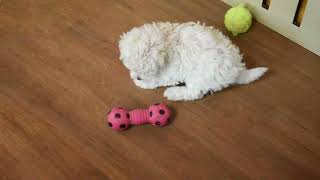 Maltipoo Puppies For Sale