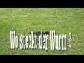 Where is the worm ? - Austernfischer - Oystercatcher - Wo steckt der Wurm ?