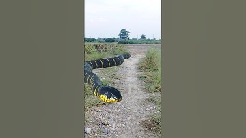 Anaconda Snake Chasing video #snake #shorts #anaconda #python #snakes short #shorts