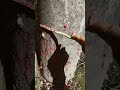 【閲覧注意】ジャンボタニシの卵駆除！