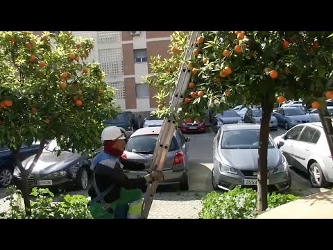 Video: Kan du frysa apelsinjuice från Sevilla?