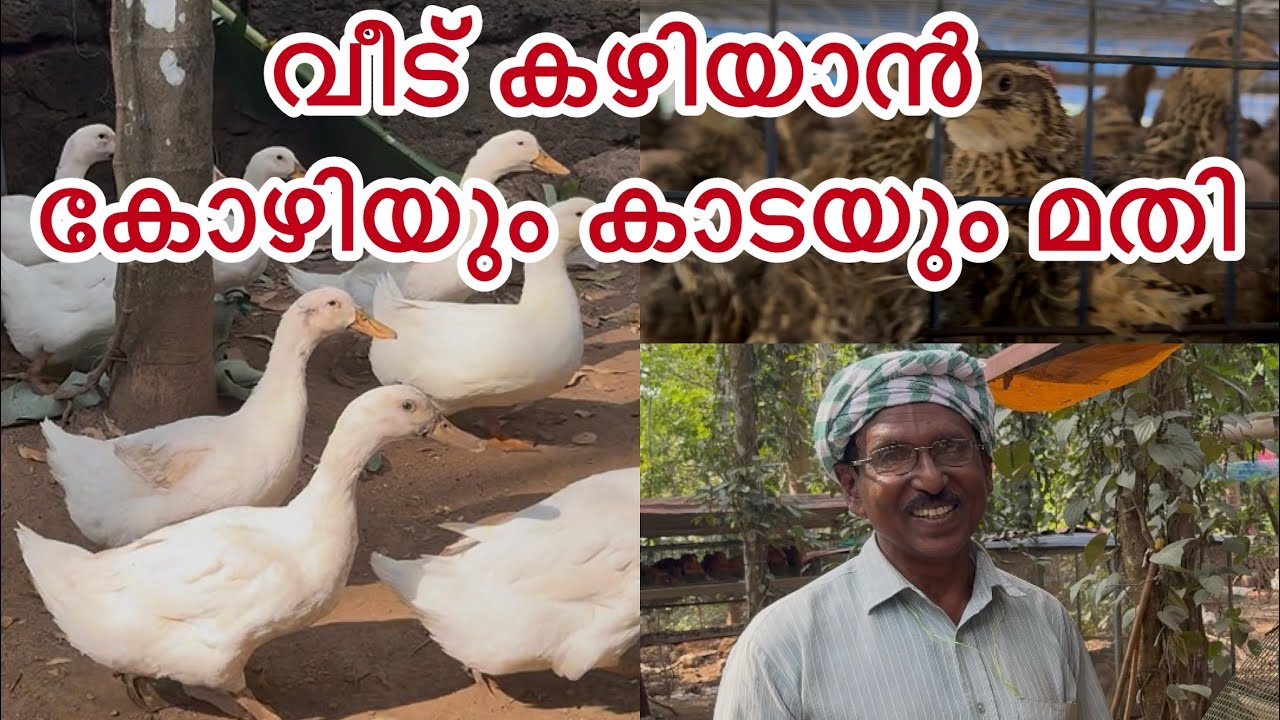 ഒരു കുടുംബം കഴിയാം കോഴികളും കാടകളും ഉണ്ടെങ്കിൽ. കൃഷിയിൽ ലാഭവും സന്തോഷവും കണ്ടെത്തി തോമസും റോസിലിയും