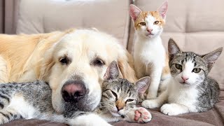 Unbelievable Friendship Story: Kittens and Golden Retriever's Heartwarming Bond