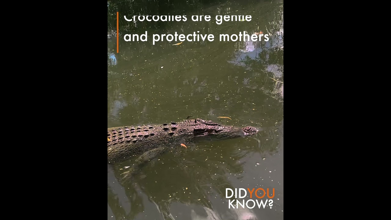 Crocodiles Are Particularly Good Mothers