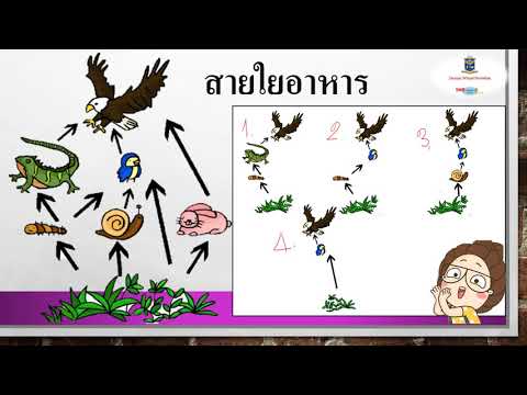 Science Easy ระบบนิเวศ EP 3การถ่ายทอดพลังงาน