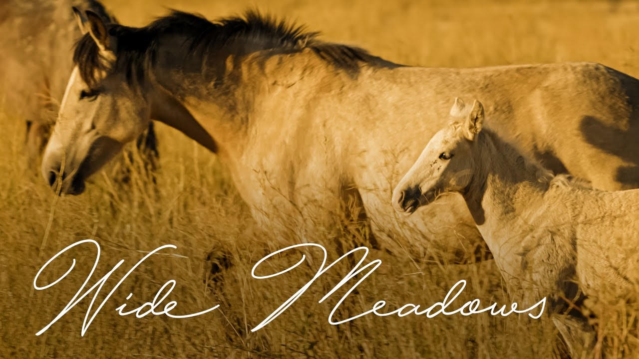 Watch Wide Meadows (Official Music Video) on YouTube Watch Wide Meadows (Official Music Video) on YouTube