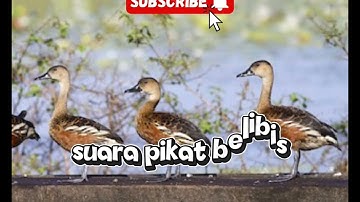 Suara pikat burung belibis paling ampuh. #suarapikat#belibiskembang 