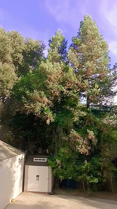 Download lagu Kompa-frosty (Marimba ringtone) with view #art #music