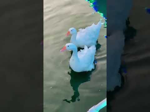 وزه كيوت تعوم في البركه وتنظر للكاميرا Cute Goose Swimming In The Pool 
