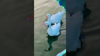 وزه كيوت تعوم في البركه وتنظر للكاميرا cute goose swimming in the pool