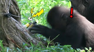 Gorilla Ringo got zapped, D’jeeco protected him immediately,Jabali|金剛猩猩小R手指被電到,秒彈開,D’jeeco速轉身保護小R