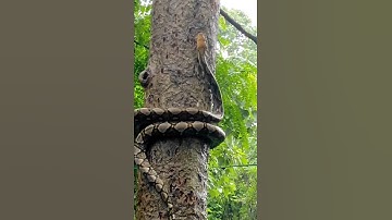 Reticulated python climbing a tree. #python #snake #snakes #shorts #short #shortvideo #viral