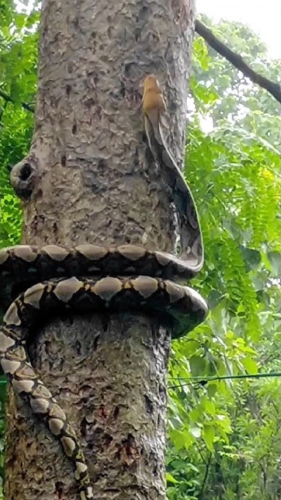 Reticulated python climbing a tree. #python #snake #snakes #shorts # ...