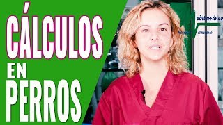 CÁLCULOS URINARIOS EN PERROS/ 