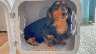 【Drybo Plus】愛犬のお風呂上りのドライヤーが楽になりました【Homerunpet】