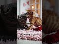 Kittens Being Adorable #BabyKittens #KittenPlaytime #ClumsyKittens #CuteOverload #petscareinn