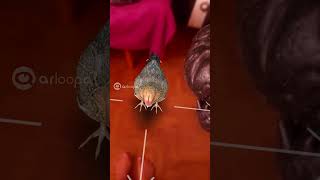 O Rexy Comeu A Prima De 3 Grau