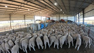 Weaning time for this years lambs