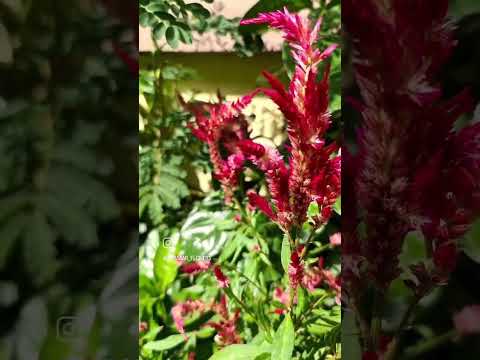 أزهار السيلوزيا أو أزهار عرف الديك