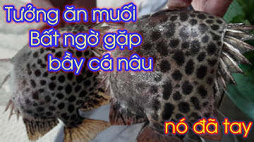 Thú Vị Cà Mau.Bắt cá nâu đất mũi đã cái tay