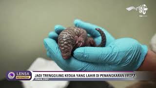 KELAHIRAN TRENGGILING LANGKA - LENSA INDONESIA UPDATE RTV