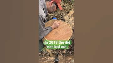Estimating tree age by counting rings. 67 year old red oak tree. #diy    #forest