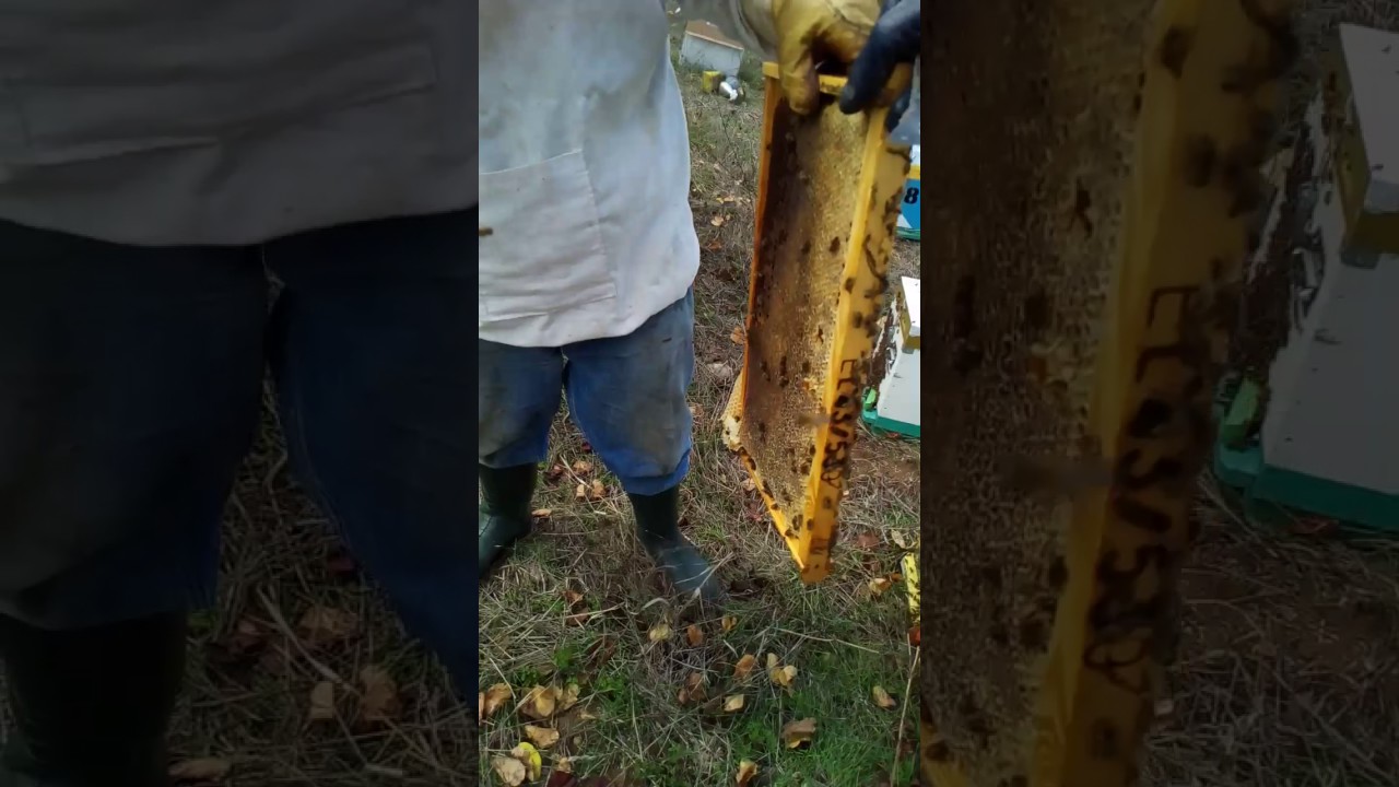 Τρυγος στα πευκα 30/10/2016