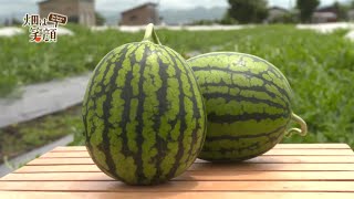 畑は笑顔　第217回　JAうご　小玉スイカ