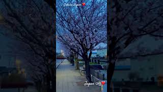 Japan Sakura season 2024 😍- japan යමු subscribe කරල එකතුවෙන්න 🙏