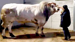 Marchigiana Bull | Weighing over 1200 kg at 34 months