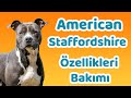 American Staff özellikleri, bakımı, beslenmesi, sağlığı ve eğitimleri