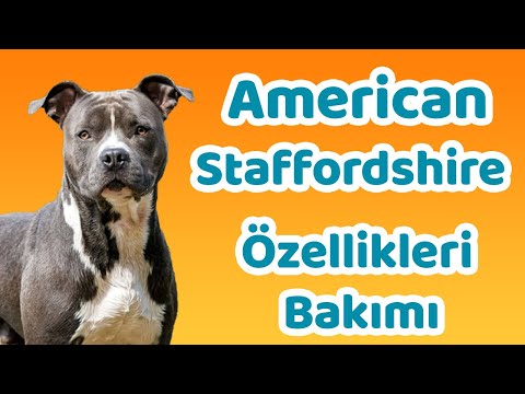 Video: Amerikan Staffordshire Terrier Köpek Cinsi Hipoalerjenik, Sağlık Ve Ömrü