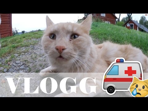 Video: Uppmuntra Katten Att äta även När Den är Sjuk - Se Till Att Sjuka Kattätar