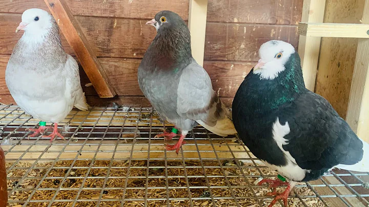 New DAVID MOSELEY Birds! Birmingham Roller Pigeons